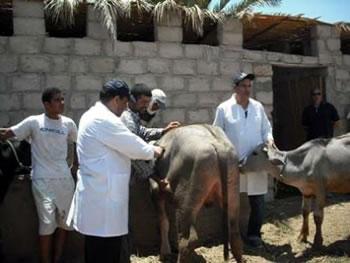 Alerte à la fièvre aphteuse
