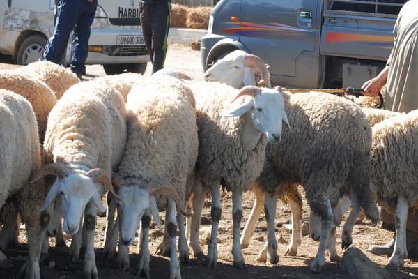 غلق سوق الماشية بتيزي وزو ومنع تنقلها منها واليها