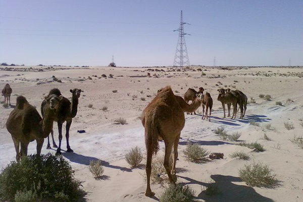 مصب شط حلوفة للمياه القذرة يهدد الإبل بالوادي