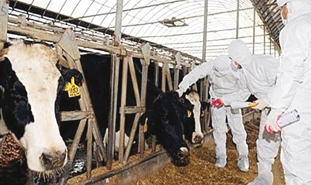 Branle-bas de combat contre la fièvre aphteuse