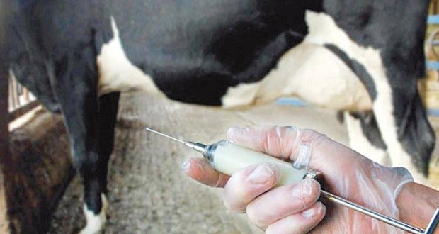 Plus de 600 têtes de bovins et d'ovins vaccinées