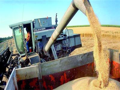 production céréalière «record» avec 1,5 million de quintaux engrangés                                    Constantine