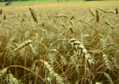 L'Algérie achètera plus cher !