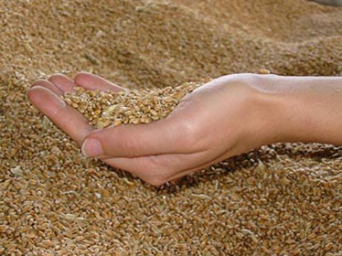 Algérie - L'Office des céréales a investi 10 milliards de DA dans la mécanisation (DG)