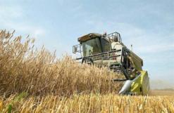 توقع محصول بأزيد من 2 مليون قنطار من الحبوب                                    مشاكل في التخزين تهدد حملة الحصاد في سيدي بلعباس