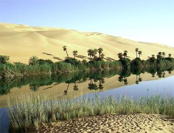 الواحات والمساحات الخضراء في تناقص مستمر بأدرار                                    محافظة الغابات في قفص الاتهام