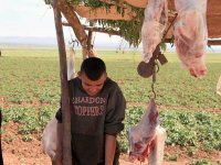 L'abattage clandestin bat son plein à Tlemcen                                    La santé du consommateur s'en trouve menacée