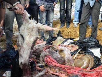 العثور على رؤوس وبقايا حمير بالجلفة                                    حجز 6 أطنان من أغذية فاسدة