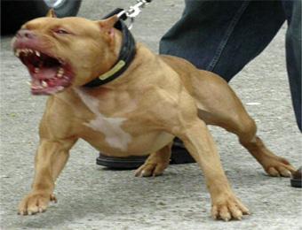 عصابات تستعمل كلاب “البيت بول