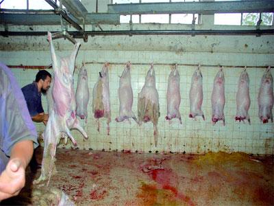 Des abattoirs hors normes à Aïn Defla                                    TRAVAILLANT DANS DES CONDITIONS D'HYGIÈNE LAMENTABLES