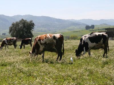 La filière bovine tente de se redéployer                                    Malaise chez les agriculteurs et éleveurs