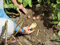 Une première en Algérie                                    Tiaret, terre de la semence de pomme de terre en plein champ