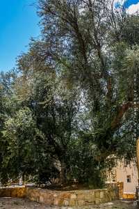 Depuis le monticule de Sidi Messaoud où il a été planté il y a maintenant plusieurs milliers d’années, l’olivier dit de Saint-Augustin veille sur la ville.