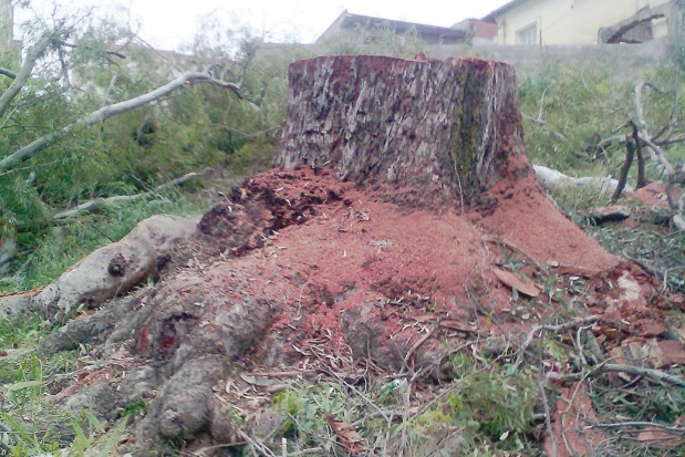 Un arbre centenaire déraciné
