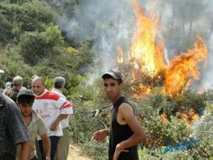 1 258 hectares brûlés                                    LE FEU RAVAGE LES FORÊTS DE BEJAIA