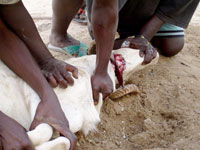 Adrar / Ramadan                                    Dans la pure tradition