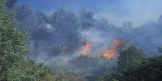Tunisie: un incendie parti d'Algérie ravage les forêts de Ain Drahim