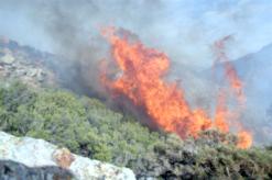 غابات بلديات السطارة والميلية والشقفة بجيجل تتعرض لحرائق مهولة                                    تسببت في إتلاف أشجار الزيتون وخلايا النحل وهلاك الثروة الحيوانية