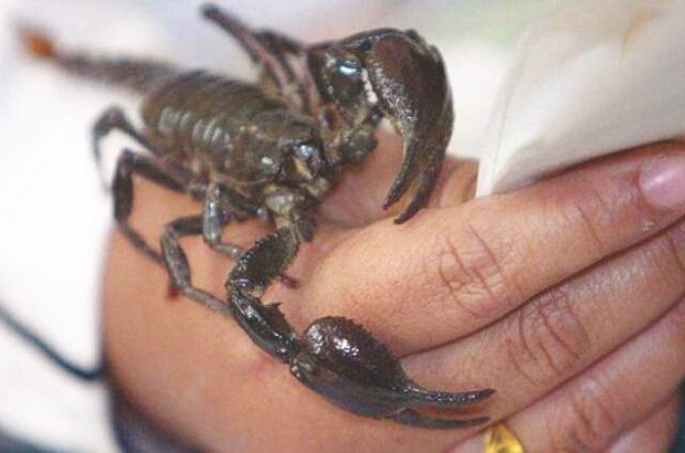 Plusieurs personnes piquées par des scorpions