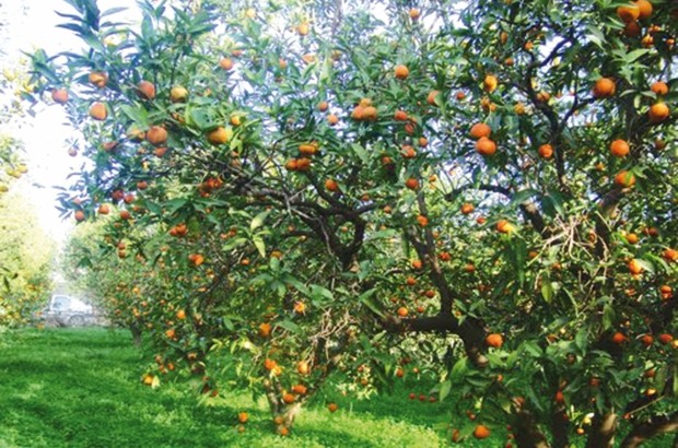 70 ha d'orangers détruits à Bouguirat