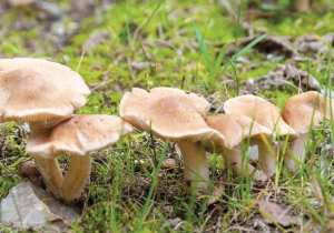 La culture du champignon parmi les projets d'investissements