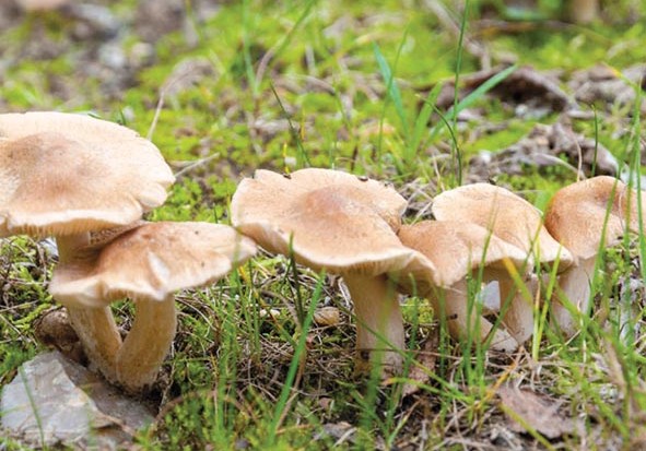 La culture du champignon parmi les projets d'investissements