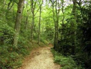 الثروة الغابية بالطارف مهددة بالزوال                                    النيران تلتهم 234 هكتار من الأشجار