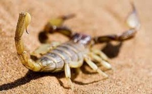 371 إصابة بالتسمم العقربي منذ بداية السنة بالنعامة