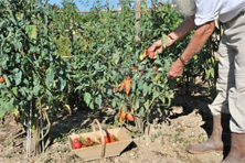 Un vrai défi face à la canicule et au jeûne                                    Cueillette de tomates à Guelma