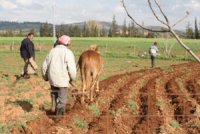 Plus de 250 fellahs risquent la déchéance                                    Oran