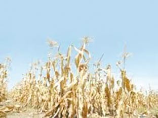 La campagne de céréaliculture presque complètement sinistrée