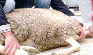 سكان الطارف يستقبلون رمضان بنحر الأضاحي