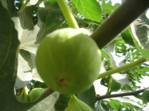 Thissamtith , annonce l'arrivée pas lointaine de l'hiver