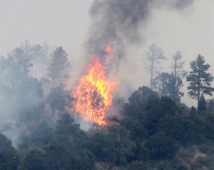 Tlemcen : 62 hectares de forêts ravagés par les flammes à Terny et El Ourit