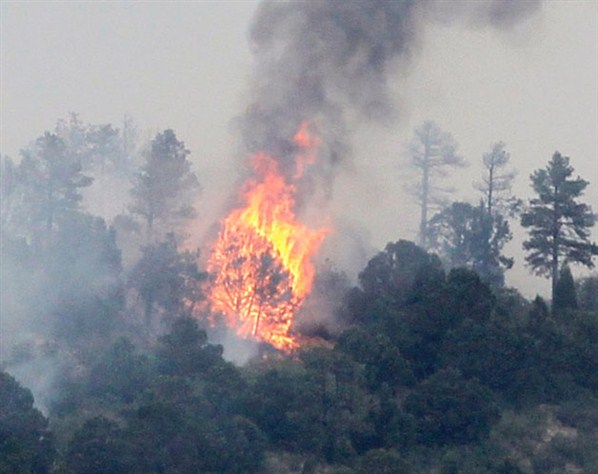 Tlemcen : 62 hectares de forêts ravagés par les flammes à Terny et El Ourit