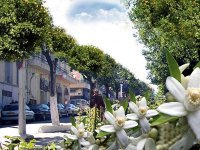 Une tradition bien conservée chez les Blidéens                                    Distillation d'eau de fleur d'oranger