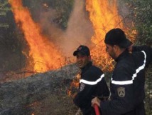 Quelques 62 hectares ravagés par le feu à Tlemcen