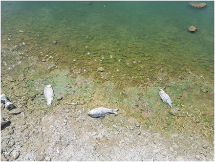 وادي العثمانية في ميلة