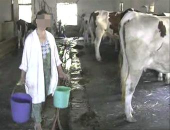 69 مربيا للبقر الحلوب يستفيدون من الدعم التقني                                    سوق أهراس