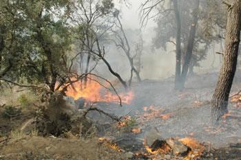 On étouffe dans les communes de Béjaïa                                    ALORS QUE LES FLAMMES RAVAGENT LES FORÊTS