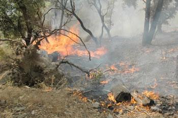 Le patrimoine forestier risque d'être décimé                                    DES MILLIERS D'ARBRES CARBONISES À TIZI OUZOU