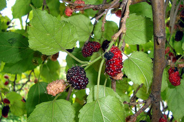 التوت يدخل ثمانية أطفال المستشفى ببجاية