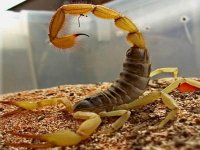 Piqûres scorpionniques : quatre décès et 981 piqûres depuis janvier à Ouargla
