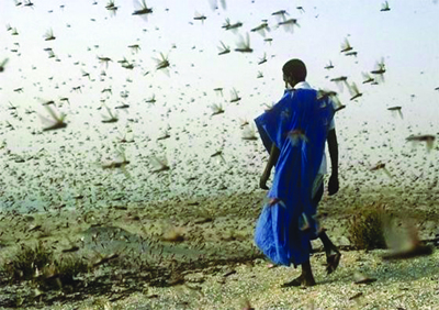 Le manque d'informations sur les criquets au nord du Mali devrait augmenter la vigilance