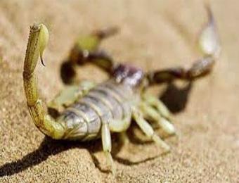 تسجيل 4 وفيات و981 إصابة بالتسمم العقربي بولاية ورقلة هذا العام                                    الظاهرة اتسعت في أوقات الحر