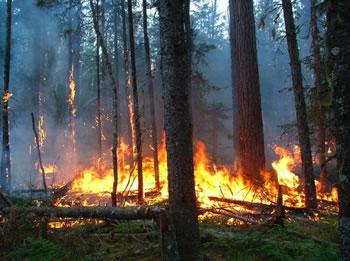 Une moyenne de 100 incendies par jour                                    BILAN PARTIEL DES FEUX DE FORÊTS