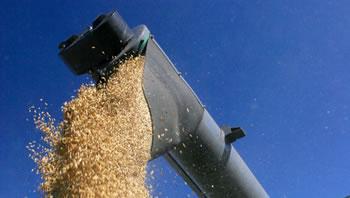 Salée sera la facture!                                    L'ALGERIE IMPORTERA DU BLE DUR