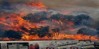 20.000 hectares de forêts ravagés par les feux depuis juin