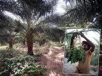 La datte de toutes les sueurs                                    En plein mois de Ramadhan dans les palmeraies de Biskra