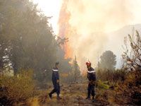 Six incendies en une journée à Skikda                                    Des centaines d'hectares consumés et des agglomérations sauvées
